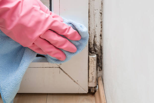Best Mold Damage Repair  in Murphy, NC