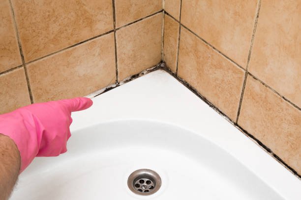 Best Office Mold Removal Services  in Murphy, NC