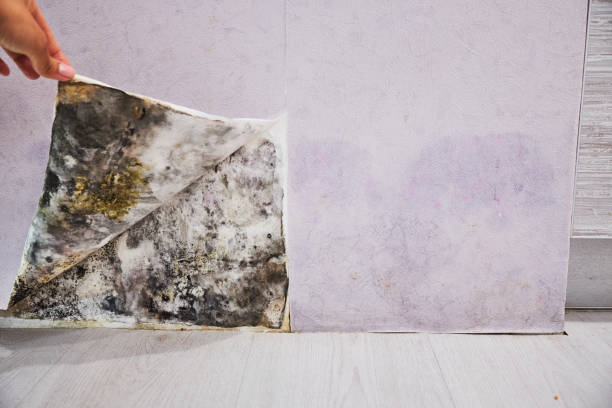 Best Mold Testing  in Murphy, NC